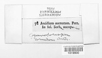 Gymnosporangium cornutum image